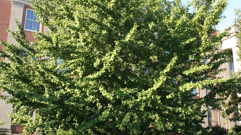 Ginkgo 