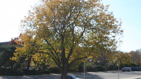 Honeylocust