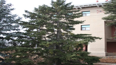 Tree near building 