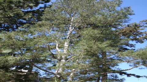 pine tree's canopy 