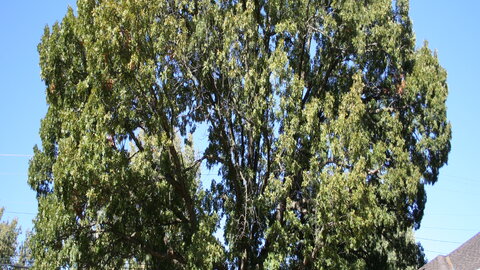 Juniper in the landscaping at UNL's east campus. 