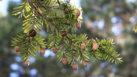 Eastern Hemlock