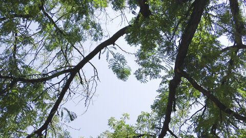 Honeylocust canopy. 