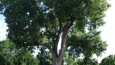 Cottonwood in Wichita, Kansas