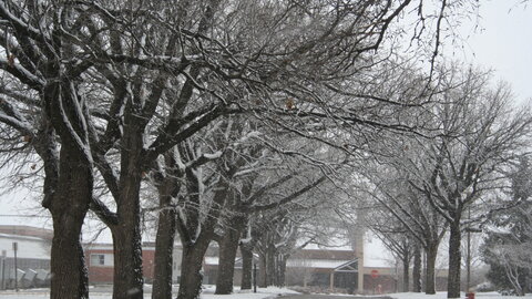 Bur oak trees line a city street. 