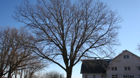 Hackberry in winter
