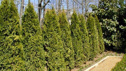 Eastern arborvitae makes a nice hedgerow! 