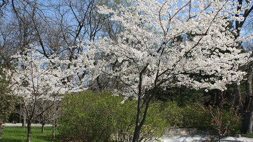American plum tree in full bloom. 