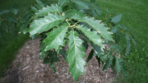 Chinkapin Oak