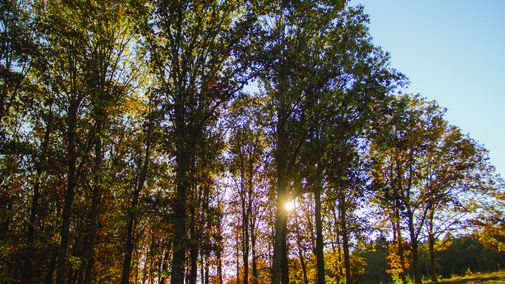 Northern Red Oak stand at Horning State Farm Demonstration Forest. 