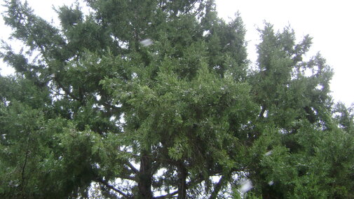 Eastern Redcedar tree. 