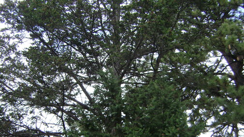 Photograph of a douglas fir tree. 