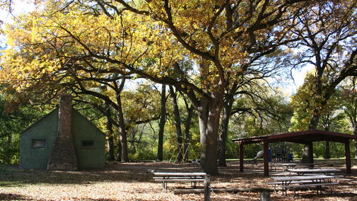 Bur Oak tree.