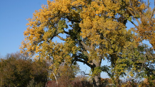 Eastern cottonwood tree. 