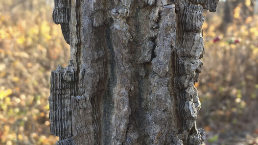 Common hackberry in the forest. 