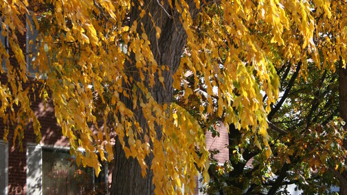 Kentucky Coffeetree has nice golden leaves in the fall. 