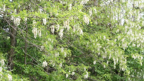 Black Locust flowering. 