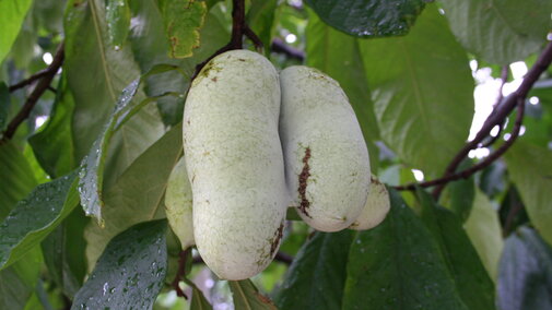 closeup of pawpaw fruit
