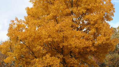 Bitternut Hickory tree. 