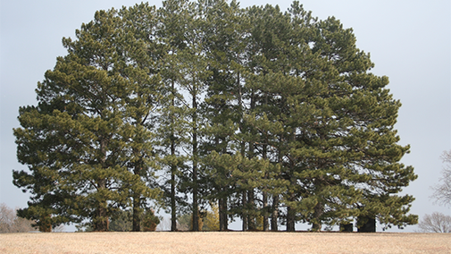Ponderosa pine is a rapidly growing tree.