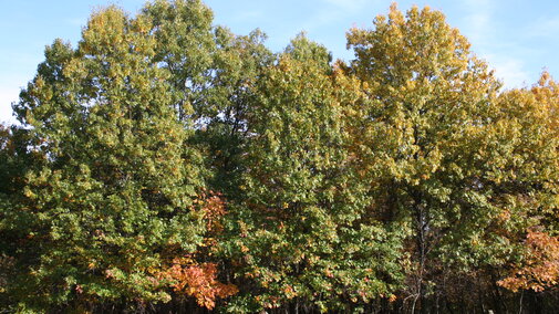 Black Oak trees. 