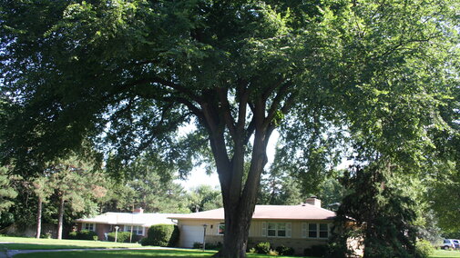 American elm tree shades house. 