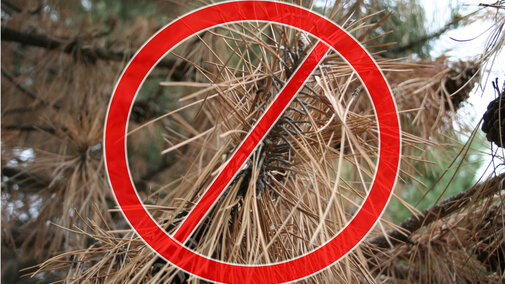Scotch pine is no longer recommended for planting in Nebraska. 
