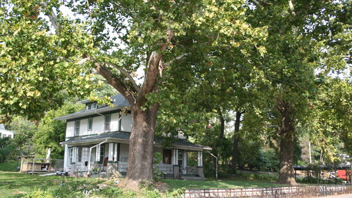 American sycamore towers above home. 