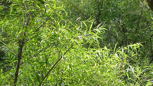 Black Willow in a river system. 