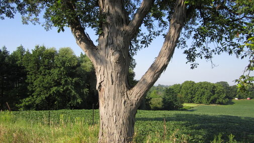 Shagbark Hickory