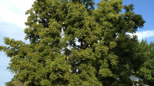 Black walnut providing excellent shade over North Platte home.