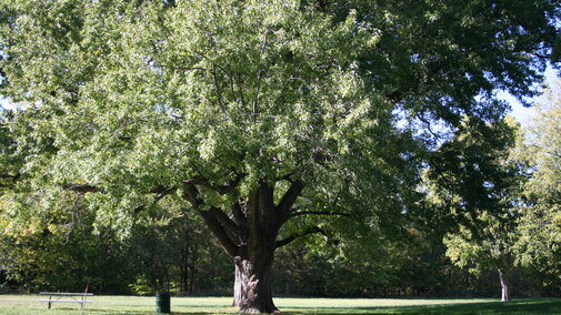 Silver Maple tree. 