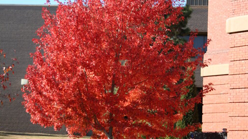 Red Maple has brilliant red leaves in the fall. 