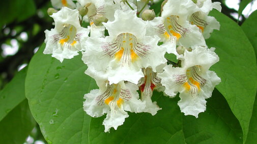 Northern Catalpa white flowers. 