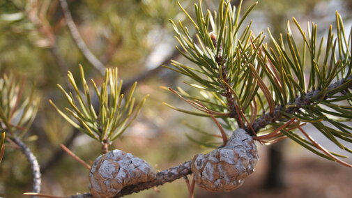Jack Pine pine cone. 