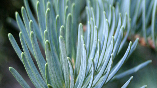 Concolor (white) Fir needles 