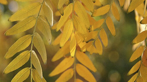 Closeup of honeylocust leaves. 