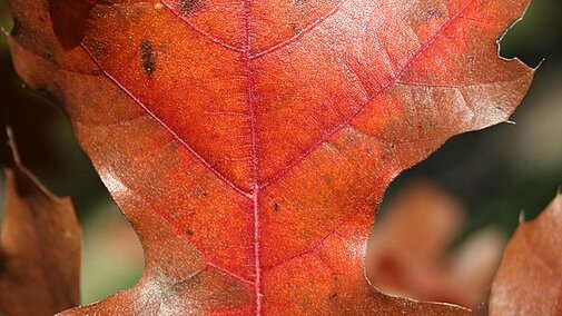 close up photograph of the tree's leaf