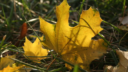 Norway Maple leaf in grass
