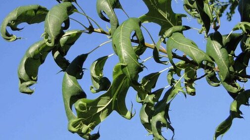 Oak leafs on a tree.