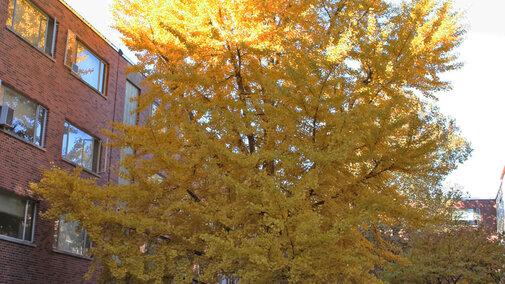 Ginkgo tree's brilliant yellow leaves. 