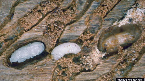 Ips beetle larvae in a log.