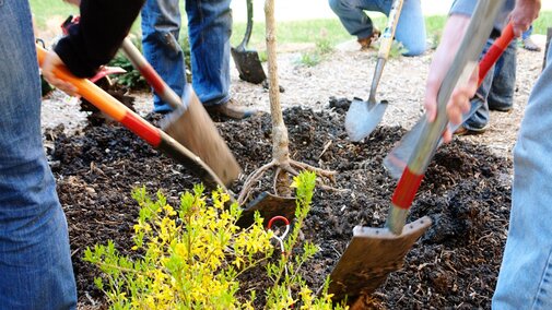 A group of people backfill after planing a tree