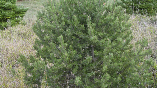 Pinyon Pine tree