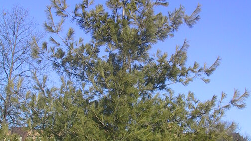 photo of eastern white pine in the summer. 