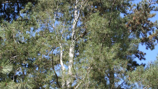 Amur maple next to building. 