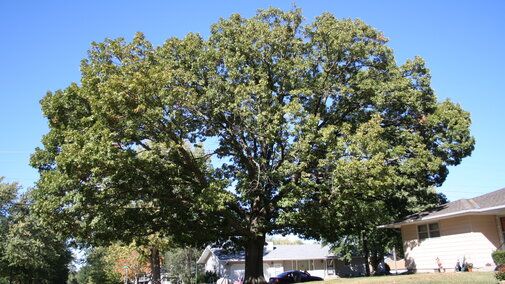 White oak provides wonderful shade for this rural home. 