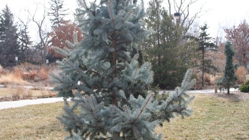 Immature blue spruce. 