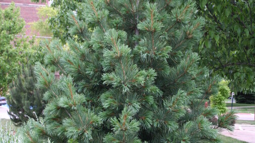 Limber pine tree