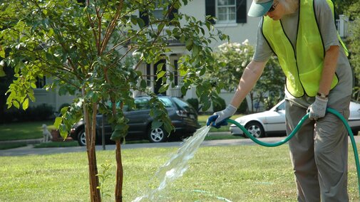 A man waters a newly planted tree.